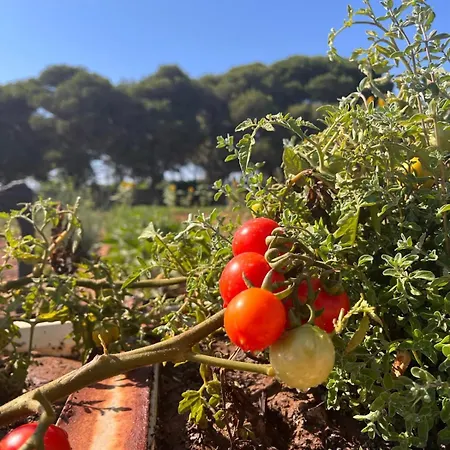 Mamma Francesca Holiday home Salemi